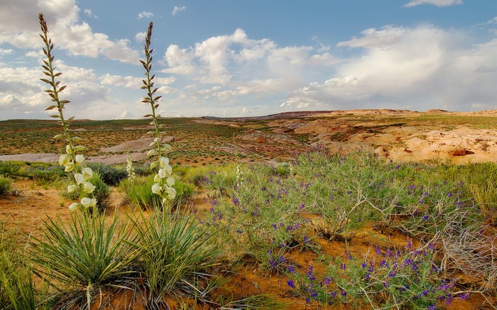 Desert landscape with yucca flowers and purple wildflowers