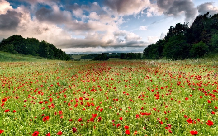 Field of red poppies under a cloudy sky