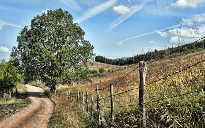 Dirt road curves past a large tree and barbed wire fence