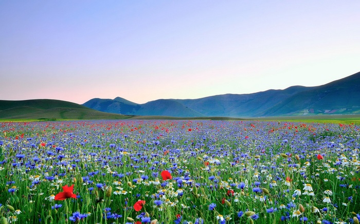 Field of wildflowers with mountains in the background