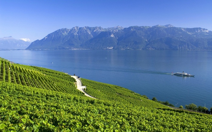 Vineyards overlooking a lake with mountains and a boat