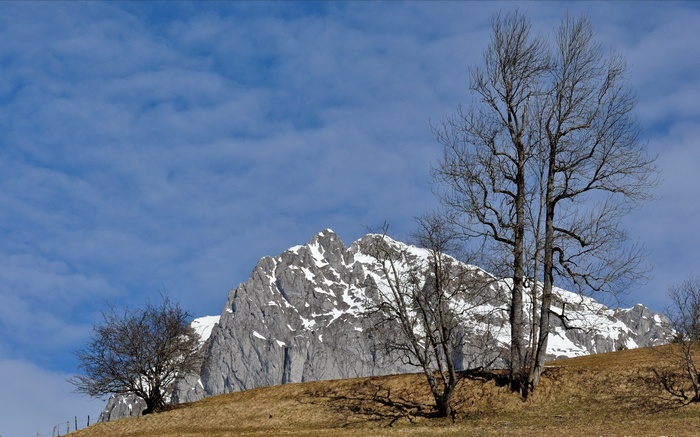 Snow-capped mountain and bare trees under blue sky