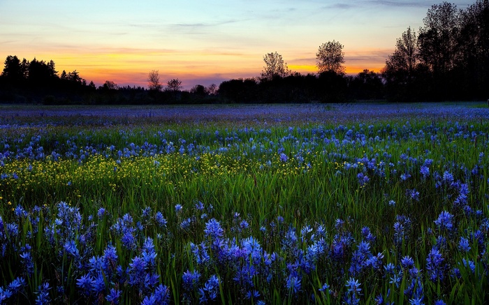Field of blue and yellow flowers at sunset