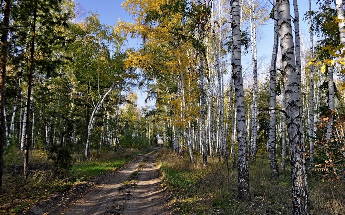 Dirt road through an autumn forest with birch trees