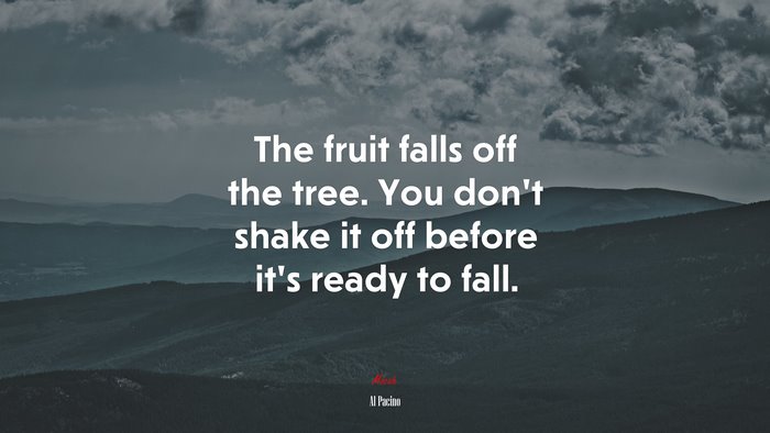 The fruit falls off the tree. You don’t shake it off before it’s ready to fall. | Al Pacino quote