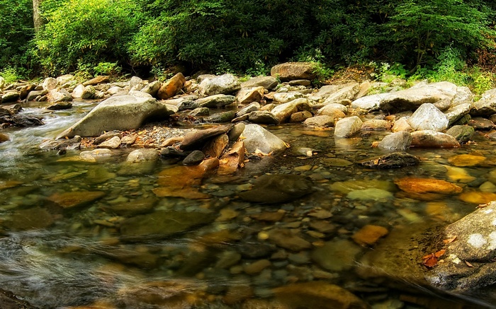 A clear stream flows over rocks in a forest