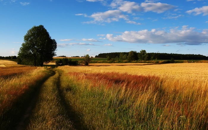 Dirt path through a golden wheat field under a blue sky