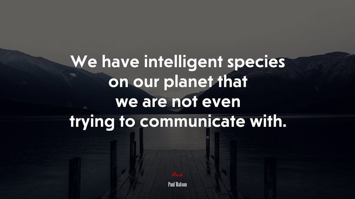 We have intelligent species on our planet that we are not even trying to communicate with. | Paul Watson quote