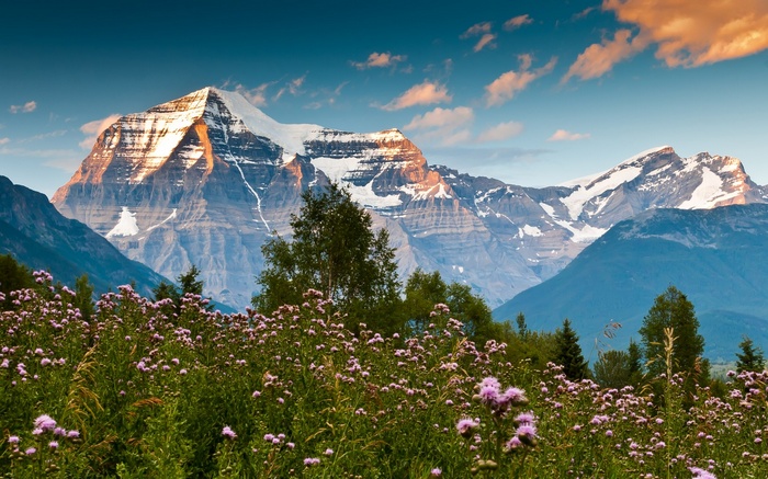 Snow-capped mountains and a field of purple flowers