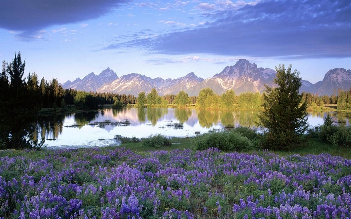 Purple lupine flowers in front of a lake and mountains