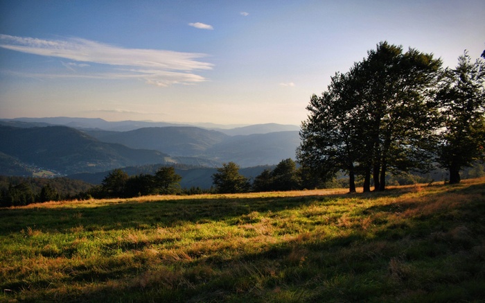 Rolling hills and trees at sunset