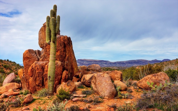 Saguaro cactus and rocks in the desert