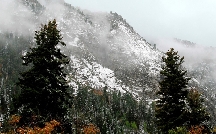 Snow-dusted mountain with pine trees in fog