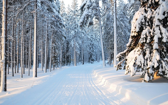 Snowy forest path with ski tracks
