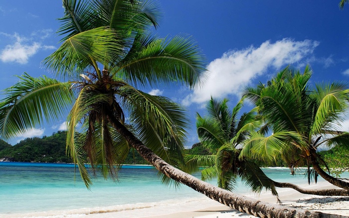 Palm trees on a tropical beach with turquoise water
