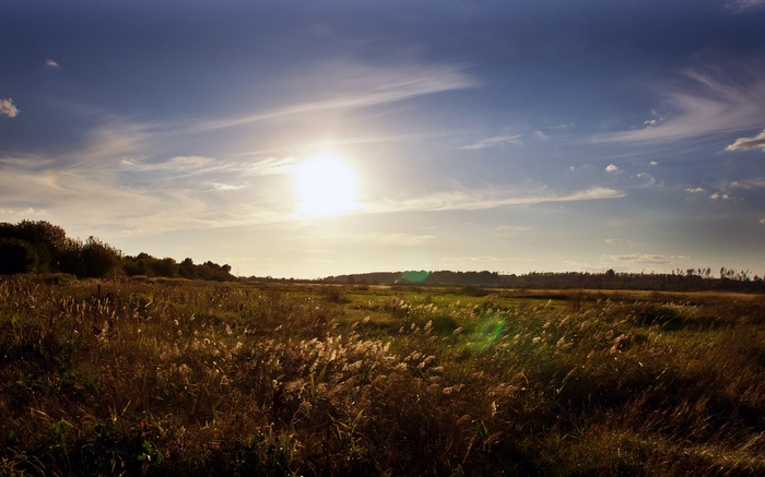 Sunlit field with tall grass and trees