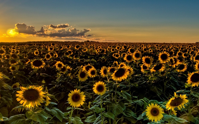 Field of sunflowers at sunset