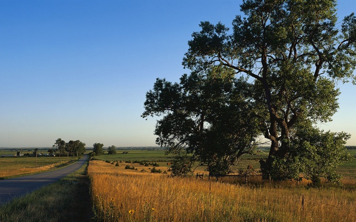 Road through a golden field with a large tree