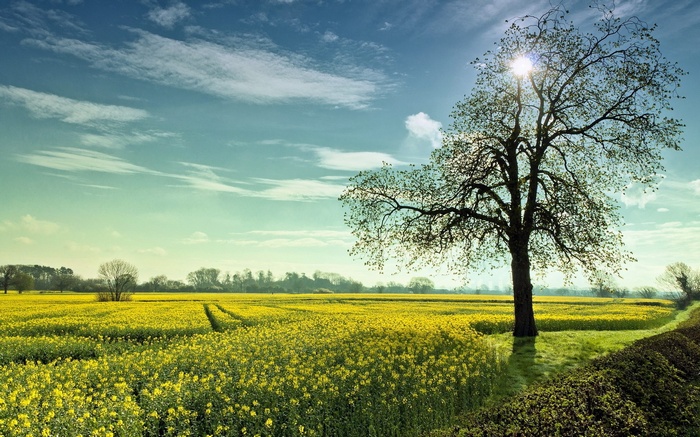 Tree in a field of yellow flowers under a blue sky