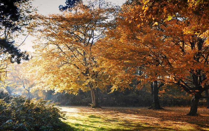 Autumn trees with golden leaves in a park