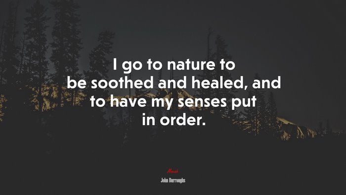 I go to nature to be soothed and healed, and to have my senses put in order. | John Burroughs quote