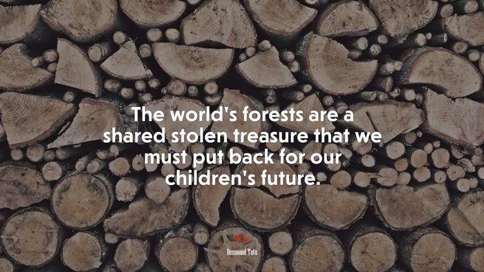 The world’s forests are a shared stolen treasure that we must put back for our children’s future. | Desmond Tutu quote