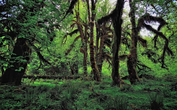 Moss-covered trees in a dense forest