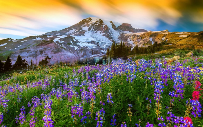 Mount Rainier with wildflowers