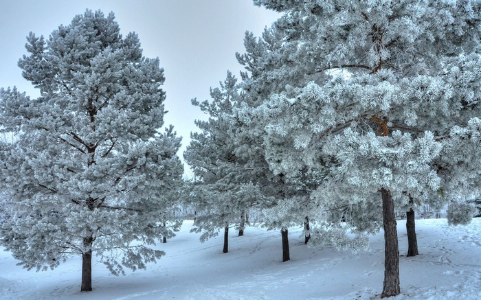 Pine trees covered in frost in a snowy landscape