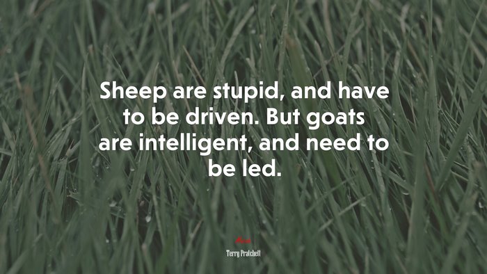 Sheep are stupid, and have to be driven. But goats are intelligent, and need to be led. | Terry Pratchett quote