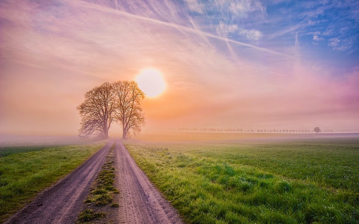 Two trees on a dirt road at sunrise