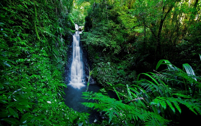 Waterfall cascading through a dense green forest