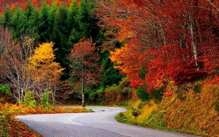 Winding road through an autumn forest with colorful trees