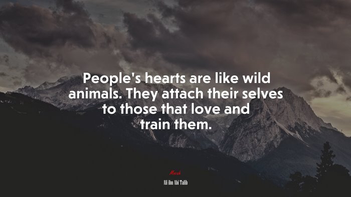 People’s hearts are like wild animals. They attach their selves to those that love and train them. | Ali ibn Abi Talib quote