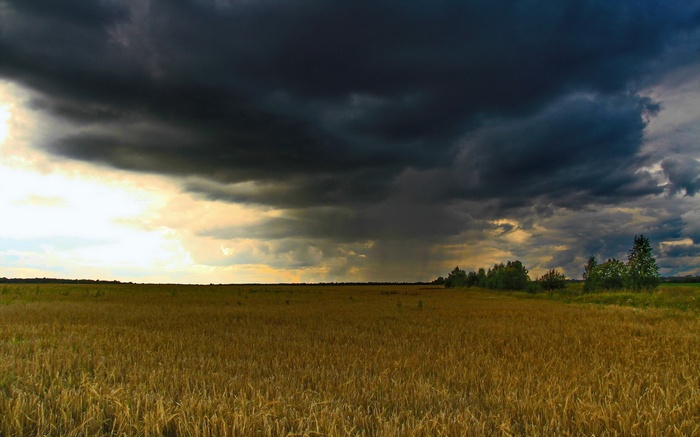 Stormy sky over a wheat field
