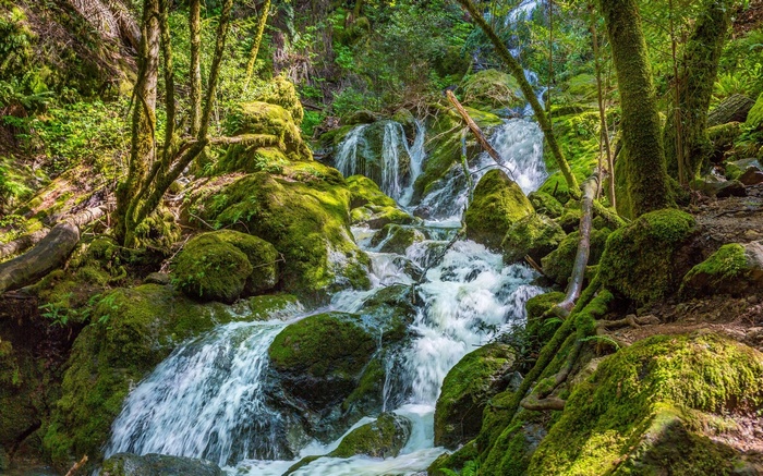 Mossy rocks and a waterfall in a forest