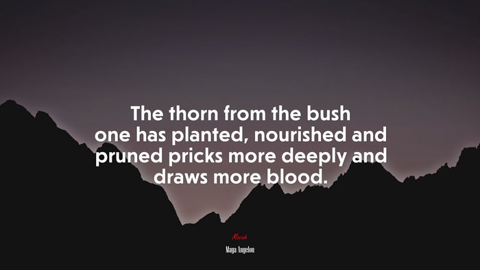 The thorn from the bush one has planted, nourished and pruned pricks more deeply and draws more blood. | Maya Angelou quote