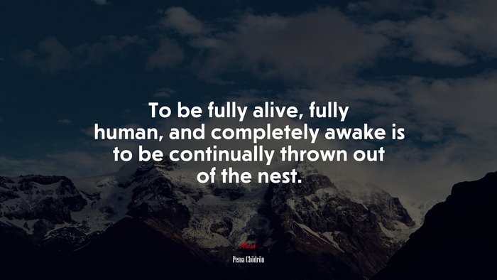 To be fully alive, fully human, and completely awake is to be continually thrown out of the nest. | Pema Chödrön quote