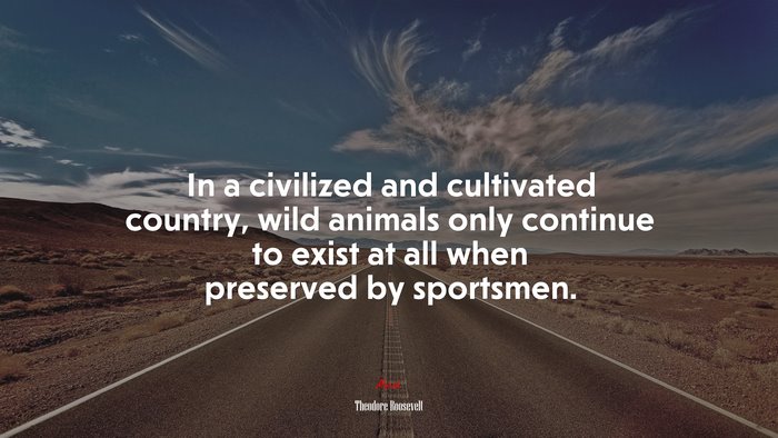 In a civilized and cultivated country, wild animals only continue to exist at all when preserved by sportsmen. | Theodore Roosevelt quote