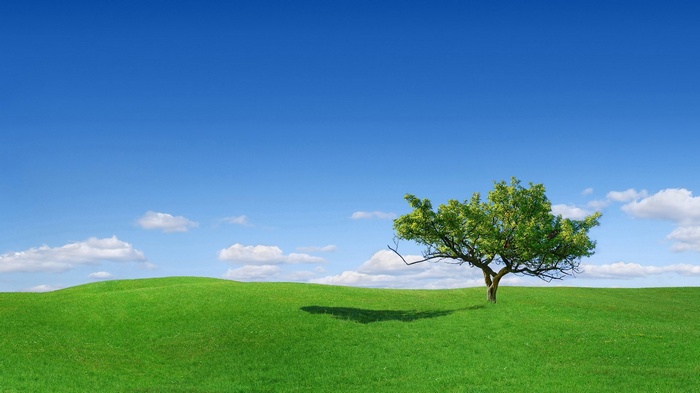 A lone tree on a green hill under a blue sky