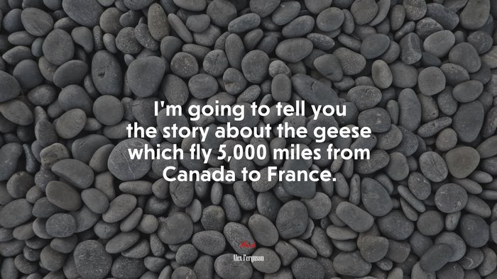 I’m going to tell you the story about the geese which fly 5,000 miles from Canada to France. | Alex Ferguson quote