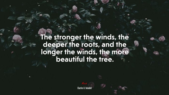 The stronger the winds, the deeper the roots, and the longer the winds, the more beautiful the tree. | Charles R. Swindoll quote