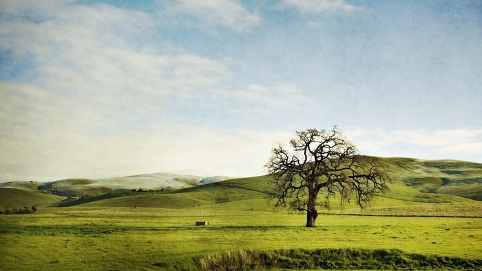 Lone tree in a green field with rolling hills