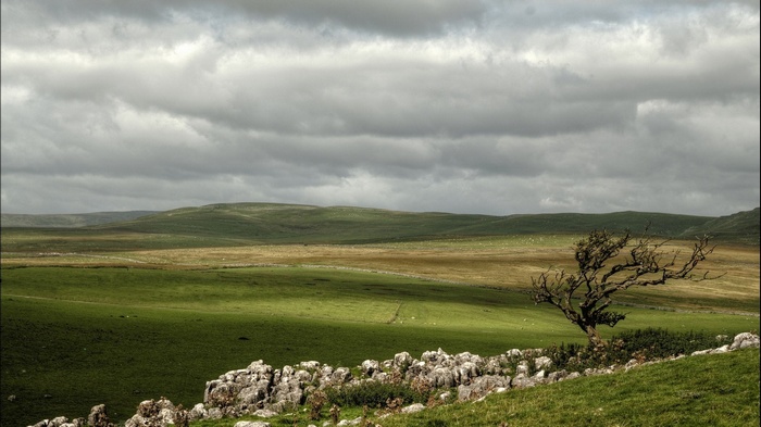 A windswept tree on a rocky hill overlooking rolling green fields