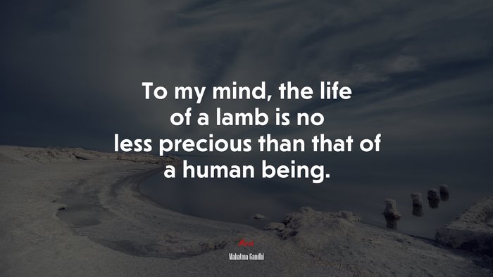 To my mind, the life of a lamb is no less precious than that of a human being. | Mahatma Gandhi quote
