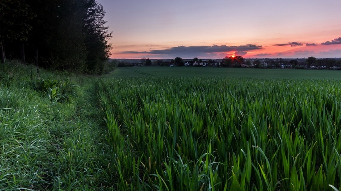 Sunset over a field with a path and trees