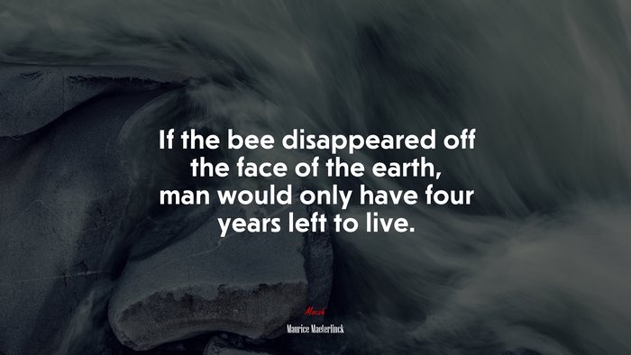 If the bee disappeared off the face of the earth, man would only have four years left to live. | Maurice Maeterlinck quote