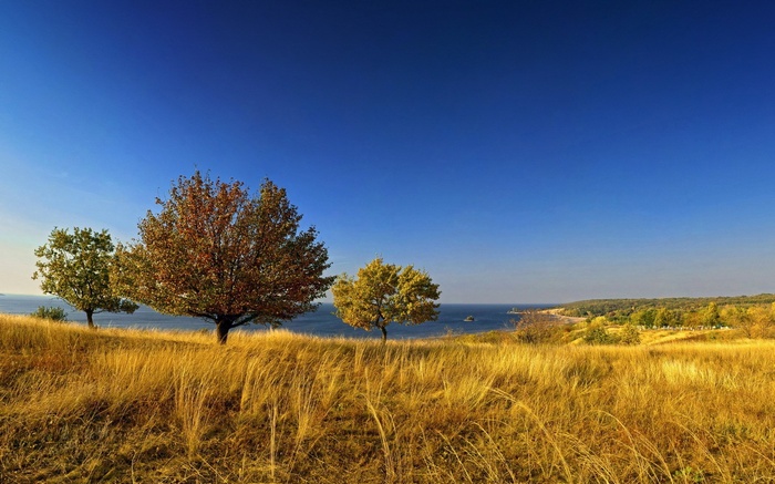 Autumn trees on a grassy hill overlooking the sea