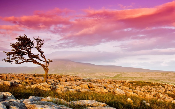 Lone tree on rocky terrain under a pink and purple sky