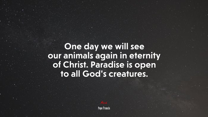 One day we will see our animals again in eternity of Christ. Paradise is open to all God’s creatures. | Pope Francis quote
